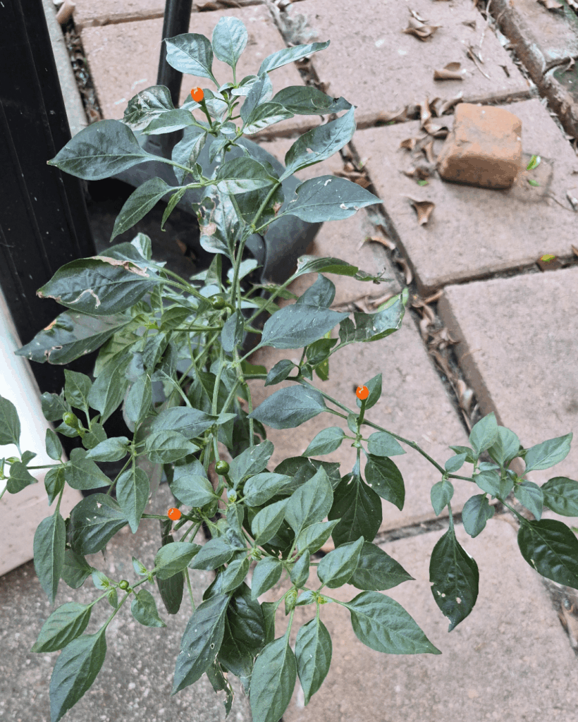 Any ideas what pepper this is?