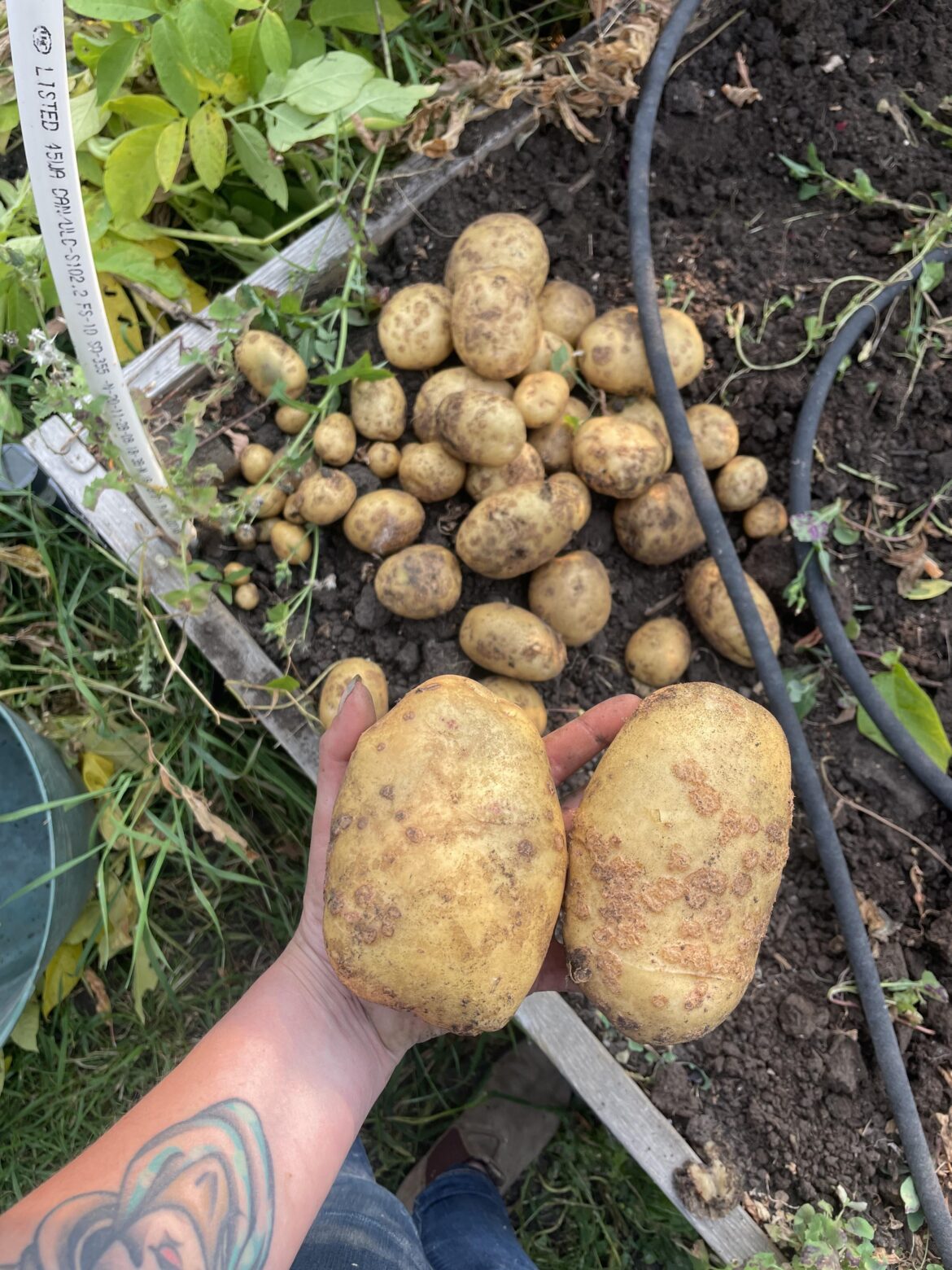 Potato Scabs…can they be prevented for next year?