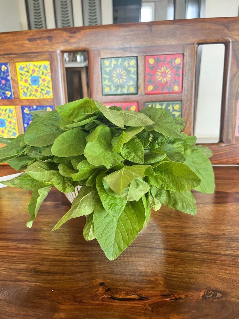 Bumper Harvest - Wild Spinach (Chakvat )
