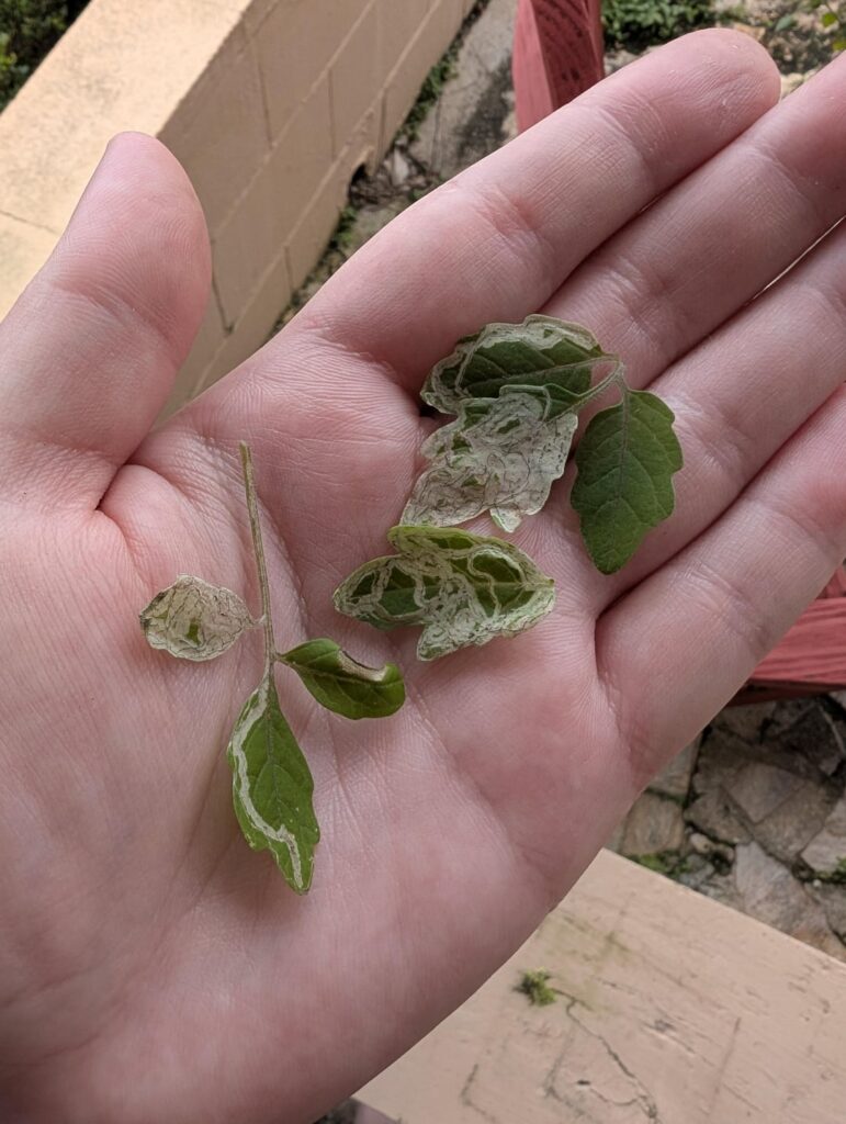 Sign of a pest or fungus? How can I help these little guys? Sign of a pest or fungus? How can I help these little guys?