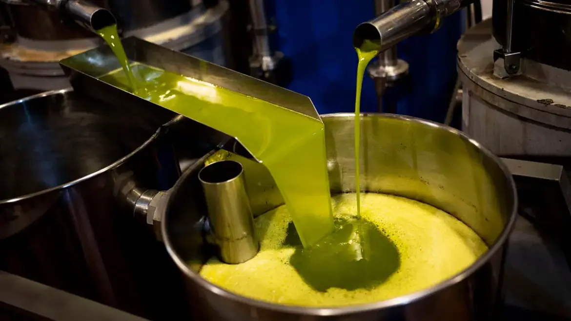 Settat’s Olive Sector Fuels Local Growth as Harvest Peaks