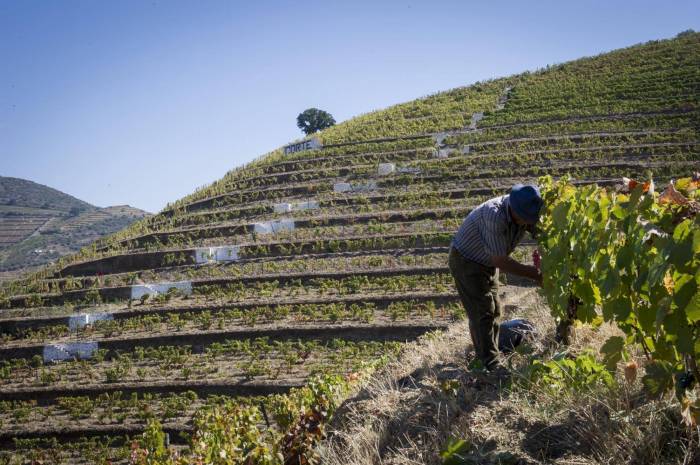 Portugal Launches Emergency Subsidy for Douro Grape Growers Amid Wine Sector Crisis