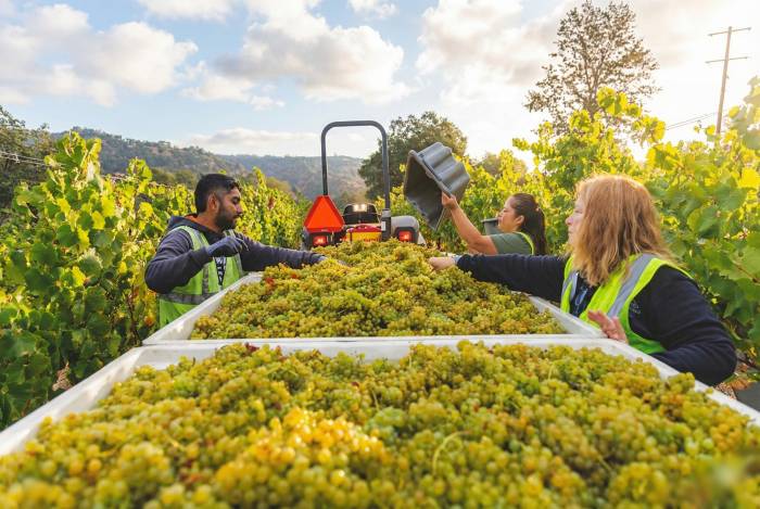 California Wine Grape Harvest Rises 4 Percent in 2025 but Remains 16 Percent Below Three-Year Average