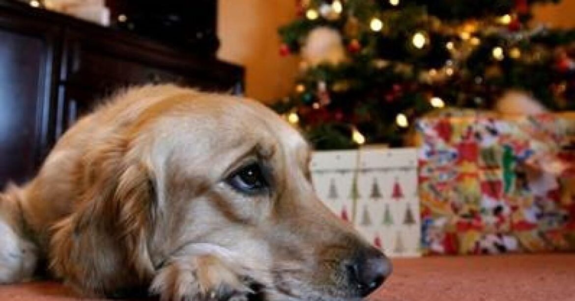 Christmas treats could harm dogs, Oxford vets warn