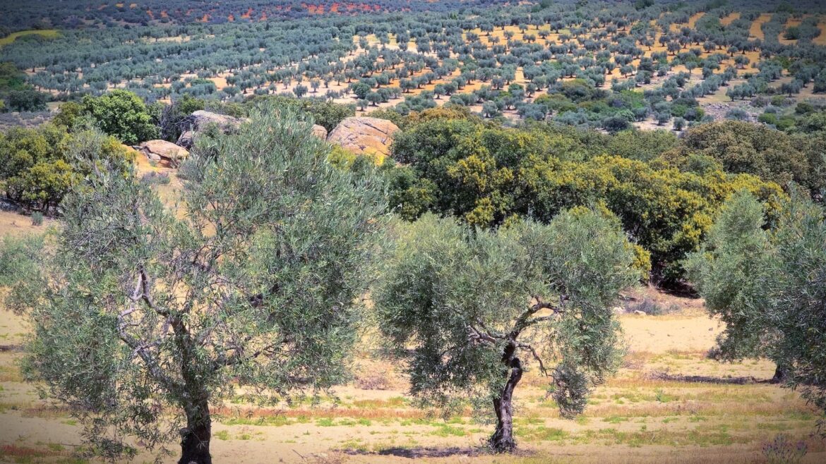 Spanish Farmers Urge Halt to Tunisian Olive Oil Imports Amid Traceability Concerns