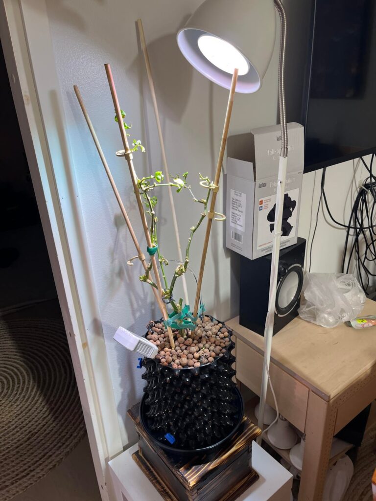 I had a a thriwing chili plant for a year, but first chili and mistakes were made. I think TLRDR i let it do its thing and it grew a ton of spicy treats. During that lost energy and leaves started to thin, any way i can aave ze?