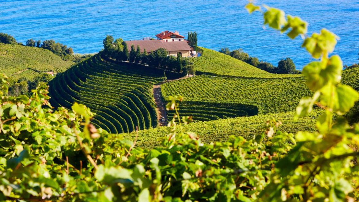 UK alcohol tariffs prove a headache for Spanish winemakers