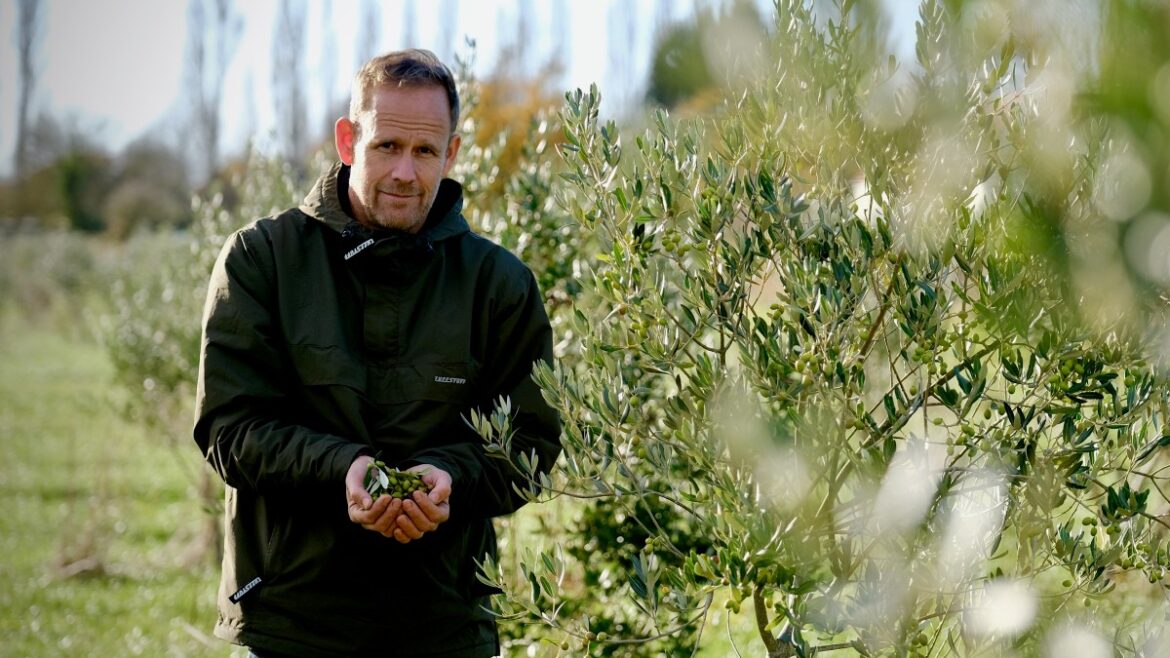 Growers rush to be first to produce extra virgin olive oil in UK Growers rush to be first to produce extra virgin olive oil in UK