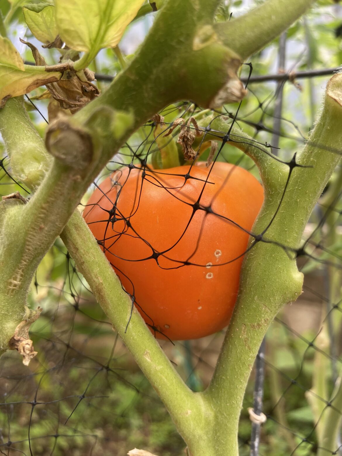 Tomato has been the same shade of orange for around two weeks now Tomato has been the same shade of orange for around two weeks now