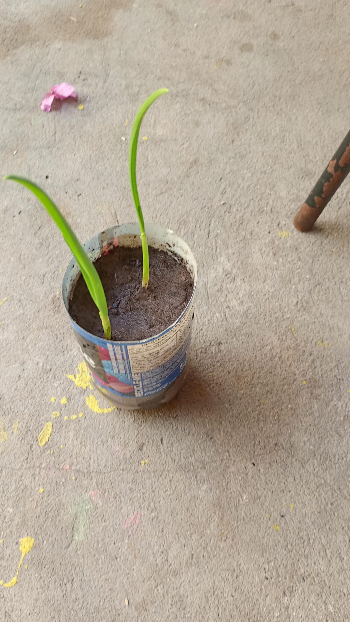 How do i haverst the leafs? (Garlic) How do i haverst the leafs? (Garlic)