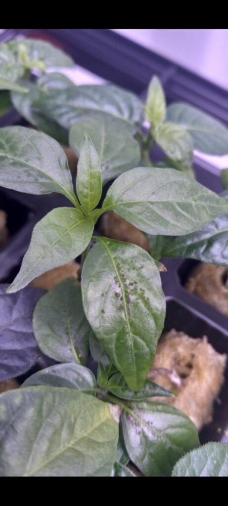 What's wrong with my hydro pepper seedlings