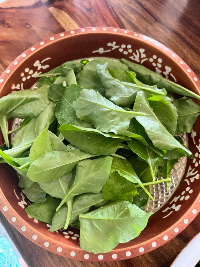 Spinach & Coriander from Terrace Garden