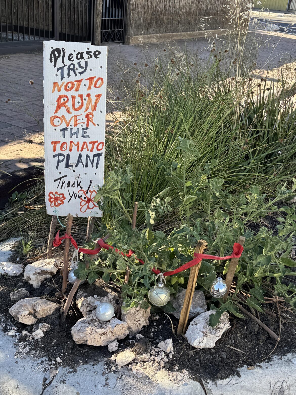 Roadside tomatoes 🥰