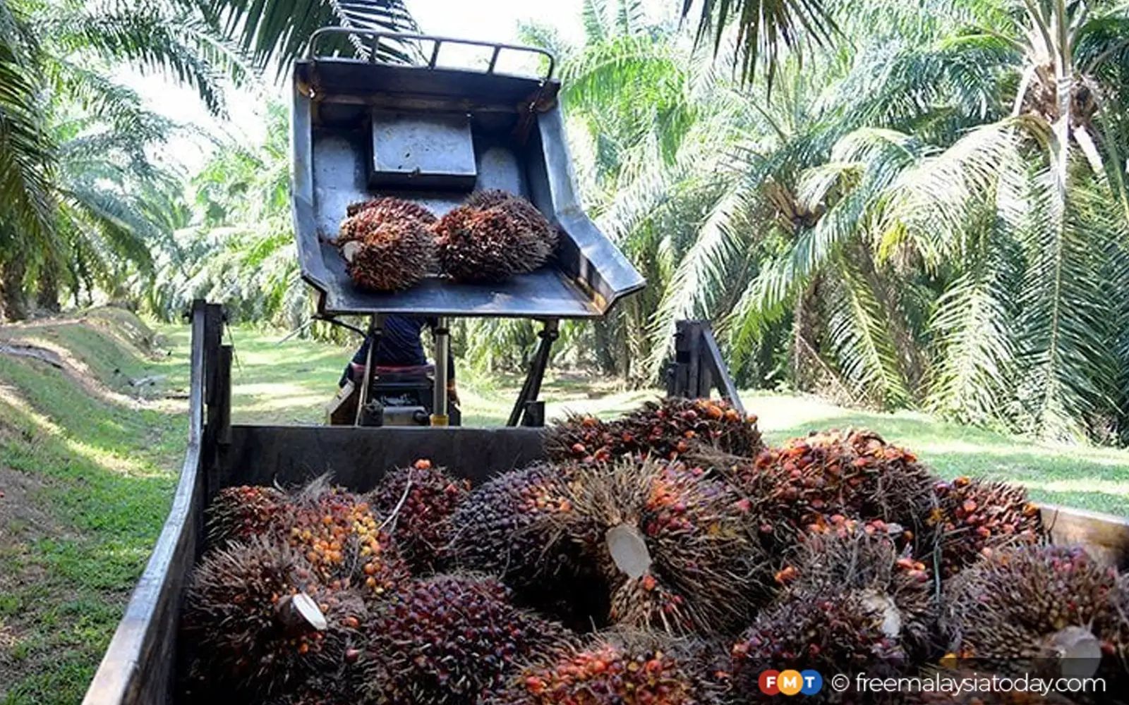 kelapa sawit palm oil