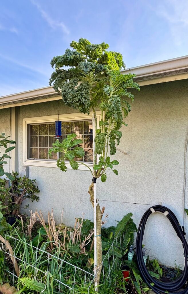 Kale Tree: Last Update of 2025