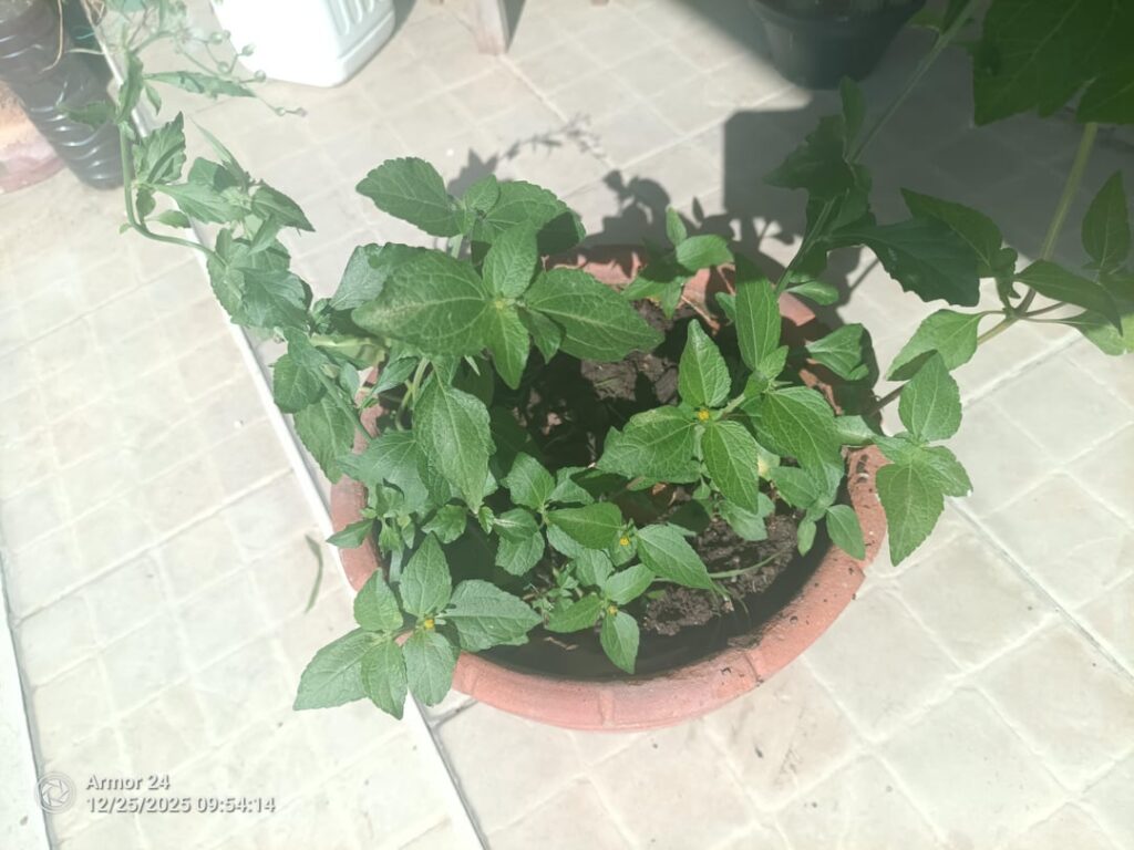 Months ago I bought some Carolina Reaper seed online. What is this?