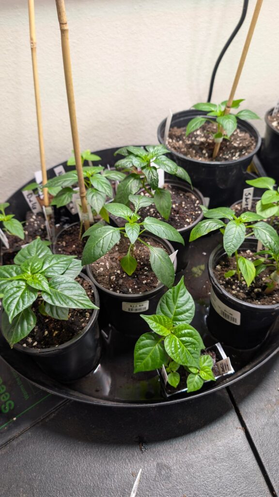 Indoor plants are thriving