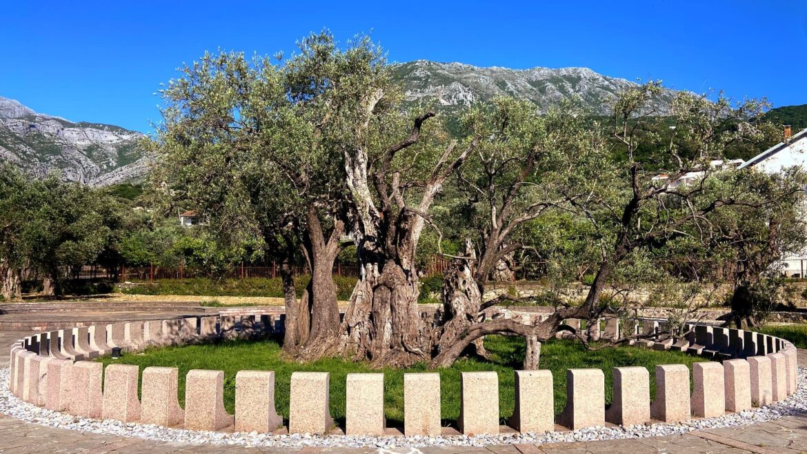 Montenegrin Producers Push to Boost Consumption as Ancient Groves Face Threats