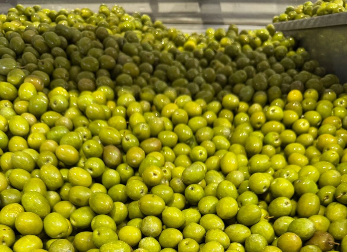 Global trends in olive oil industry are increasingly reflected in Romania Global trends in olive oil industry are increasingly reflected in Romania