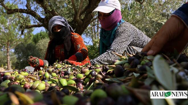 How Lebanon’s ancient olive trees became casualties of Israel-Hezbollah war How Lebanon’s ancient olive trees became casualties of Israel-Hezbollah war