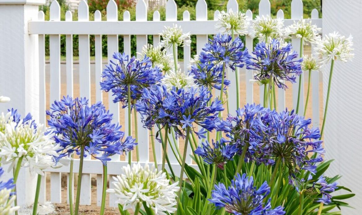 ’Best’ Mediterranean plants for UK gardens that are low maintenance and drought-tolerant