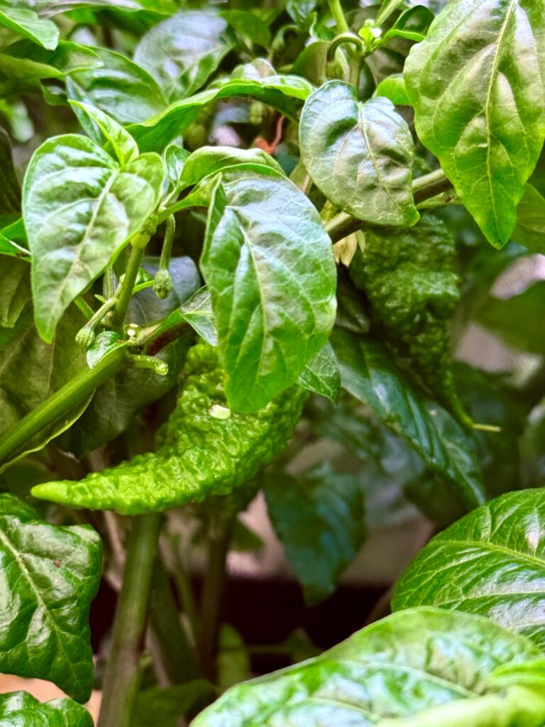 Chocolate Primotalis