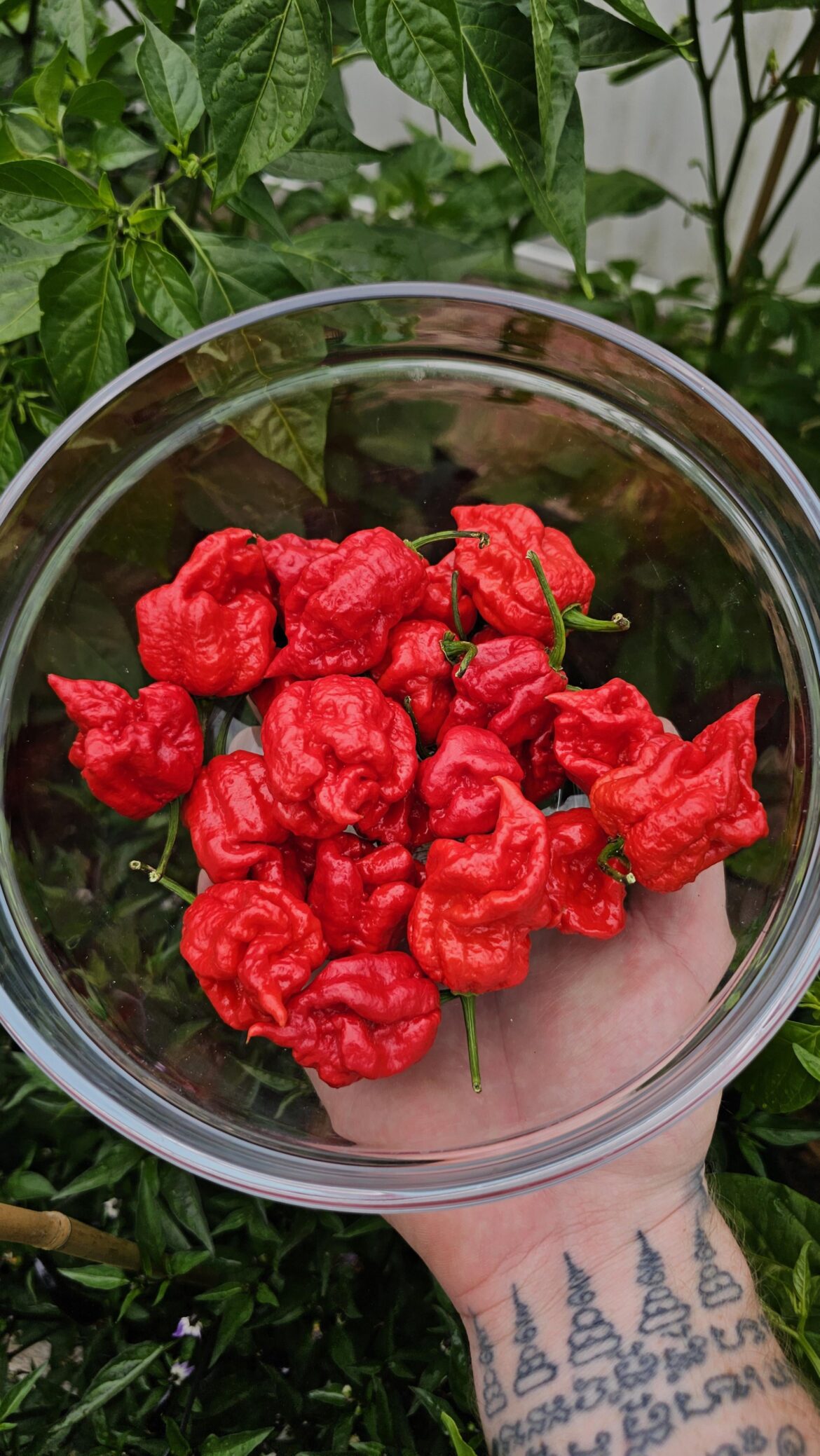 Homegrown heat. 🔥