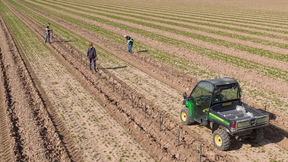 Three people are working in a brown field of small trees. A green agricultural buggy is in the foreground