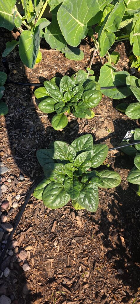 Spinach Is Growing Flat