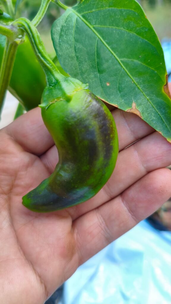 First time grower. Is this jalapeño rippening normally or is there some issue? I