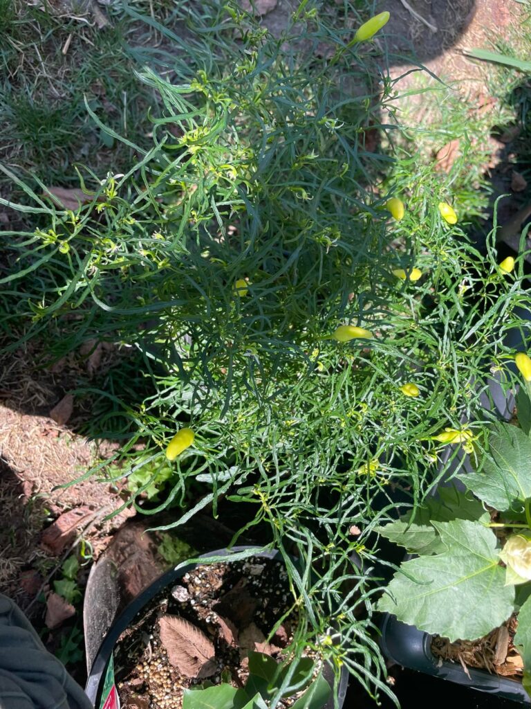 My xion mutant pepper from the summer