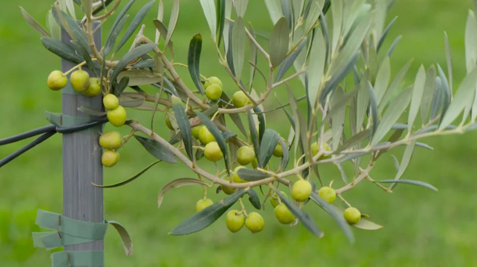 A tree in a field is tied to a stake. It has long green leaves and round green olives growing from its branches. 