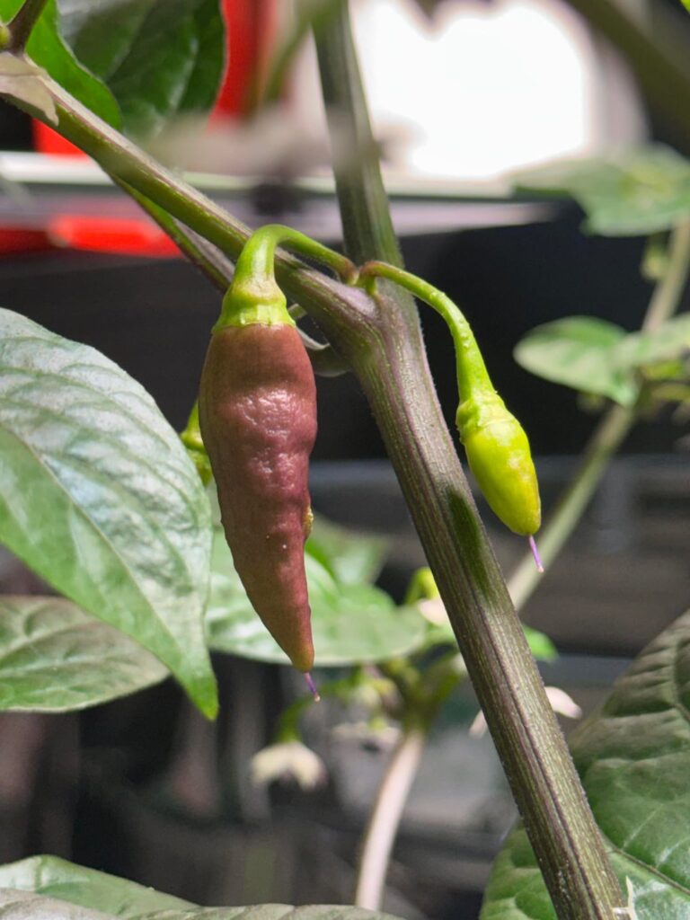 Naga smooky rainbow doing good indoors