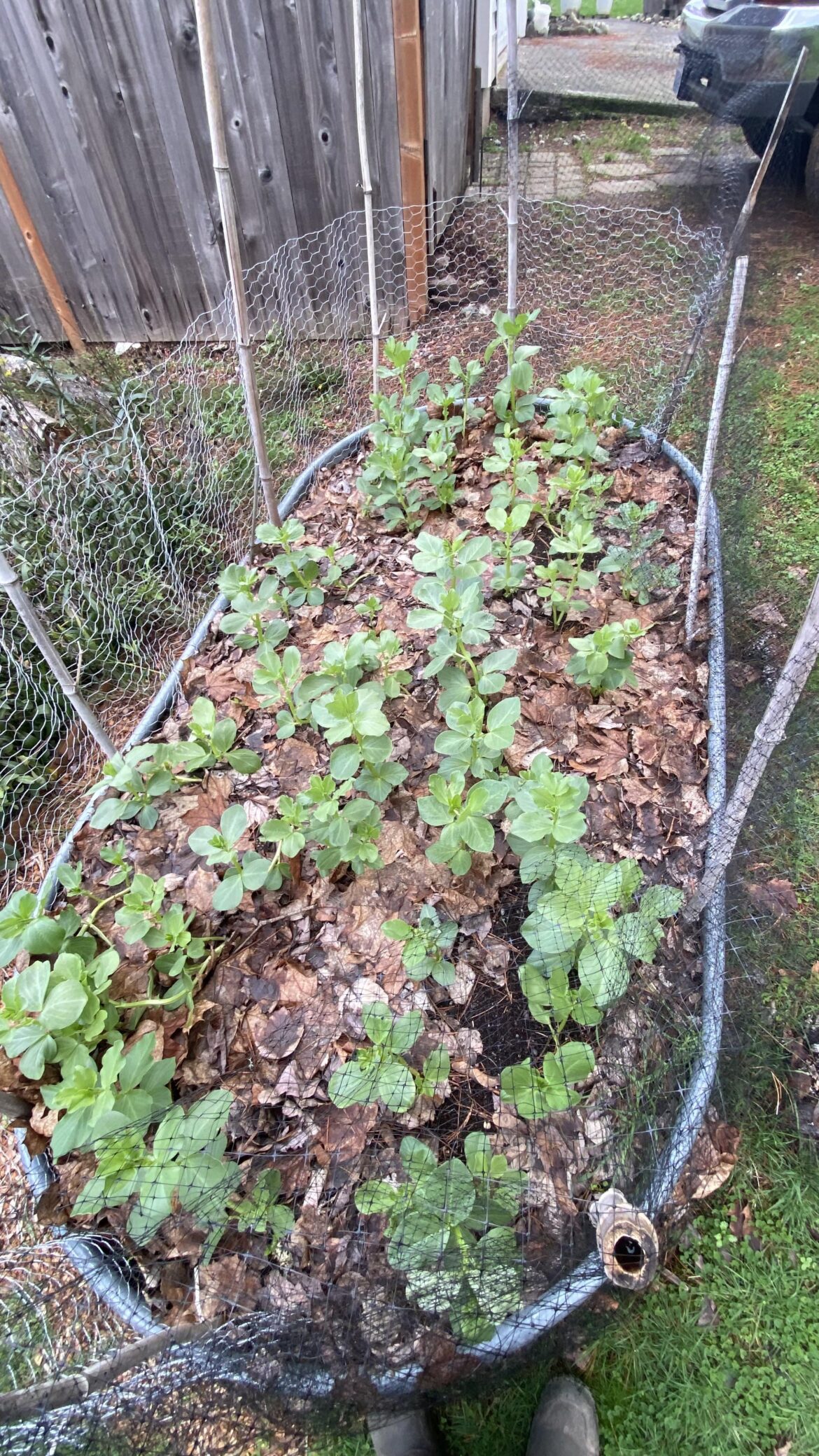 Fava concerns - ultra warm December
