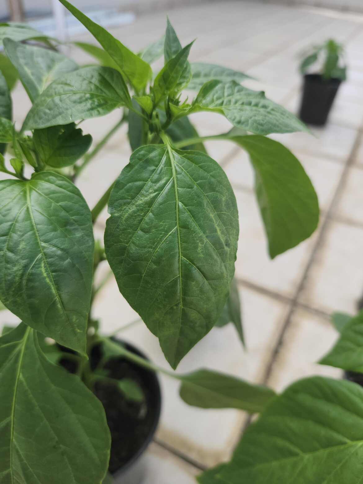 What's wrong with the leaves of my pepper plants?