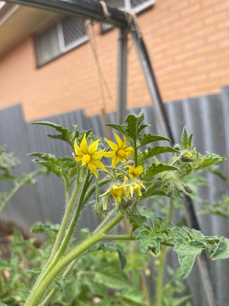 Can anyone please help me! Why are my tomato plants not fruiting?