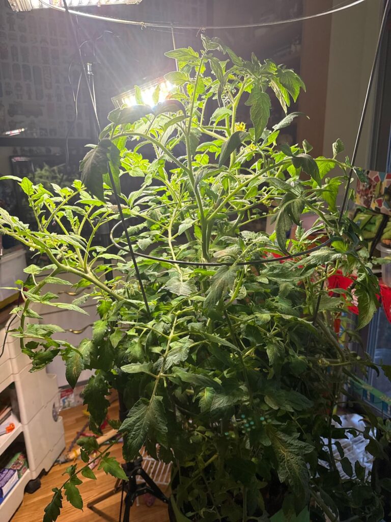 Like an idiot I planted a determinate tomato plant in a bag in August thinking it would be warm here until December (zone 8, Alabama) and now I have grow lights on it and am hand-pollinating. What are my chances?