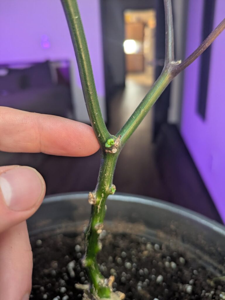 Help bringing ghost pepper back after indoor transition