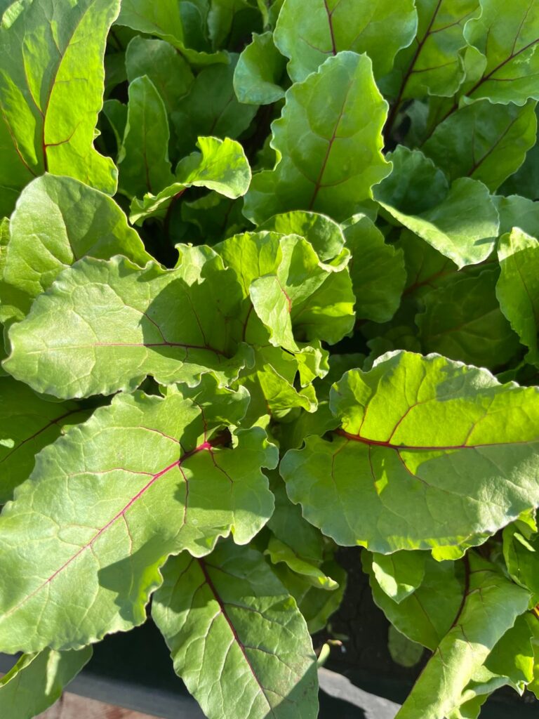 When  to harvest beetroots ?