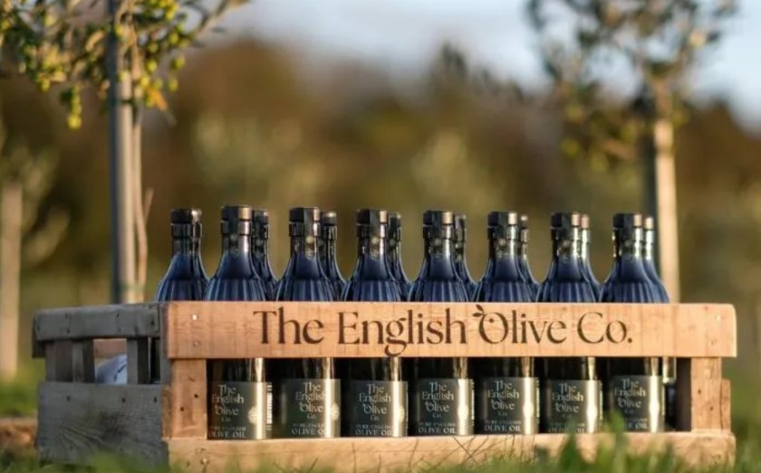 Lincolnshire farm breaks new ground with first English olive harvest (Photo: The English Olive Co)