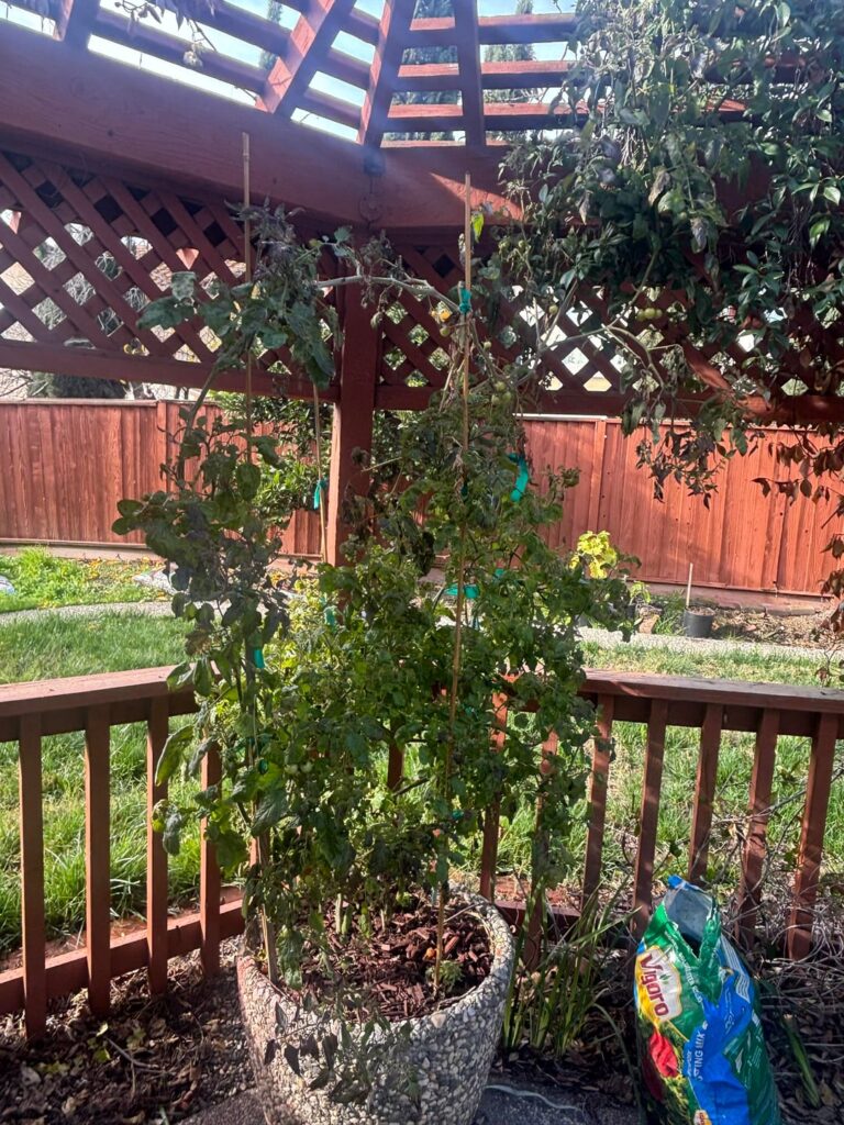 What should I do with this Cherry tomato plant?