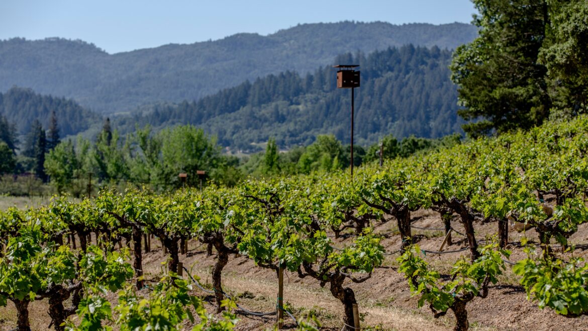 The Buyer | How Rombauer is making wine from California’s best vineyards How Rombauer is making wine from California's best vineyards