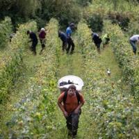 Top French wine show risks purists’ ire with alcohol-free drive | National Top French wine show risks purists' ire with alcohol-free drive | National
