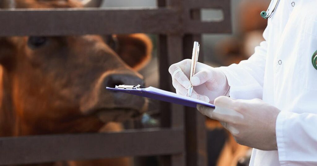 Shortage of rural vets endangering the nation's food supply