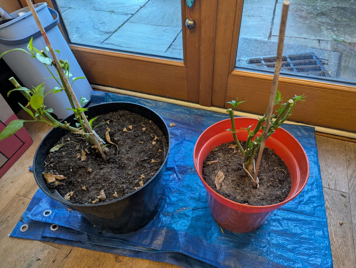 Advice on wintering my pepper plants Advice on wintering my pepper plants