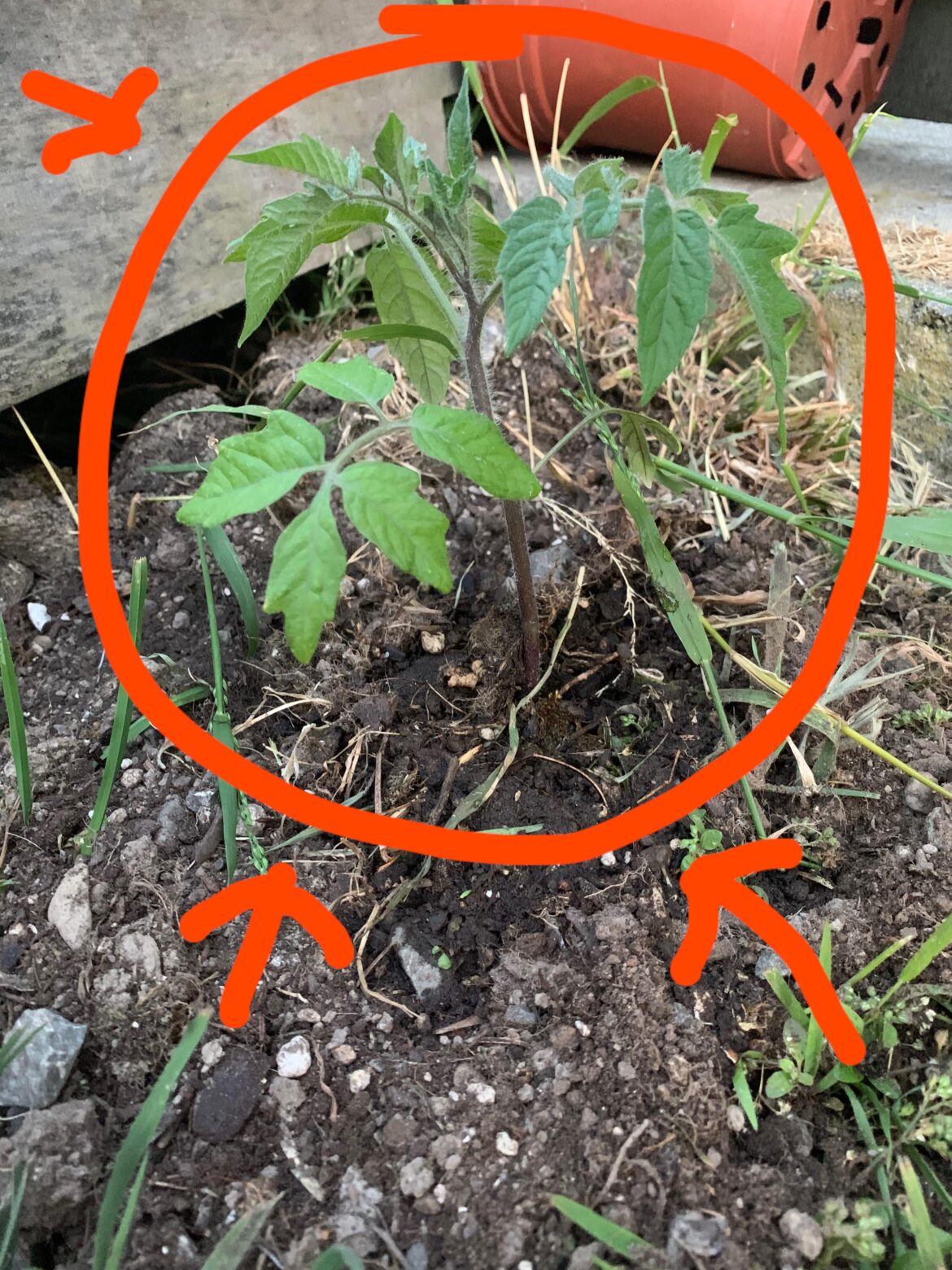 how far will this one go