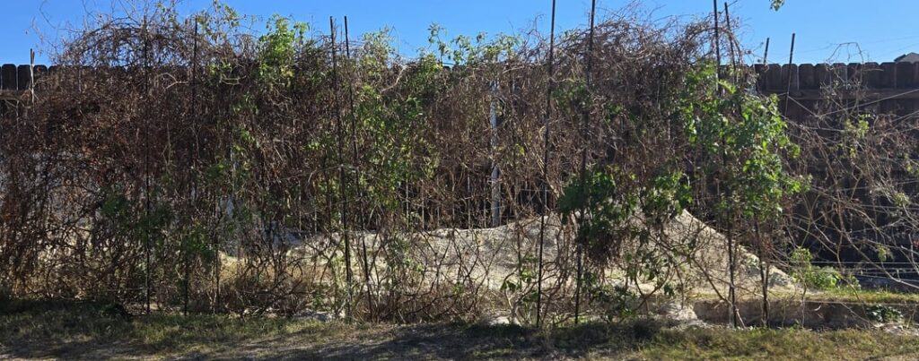 Tomatoes in Central Texas – End of Season Update Tomatoes in Central Texas - End of Season Update