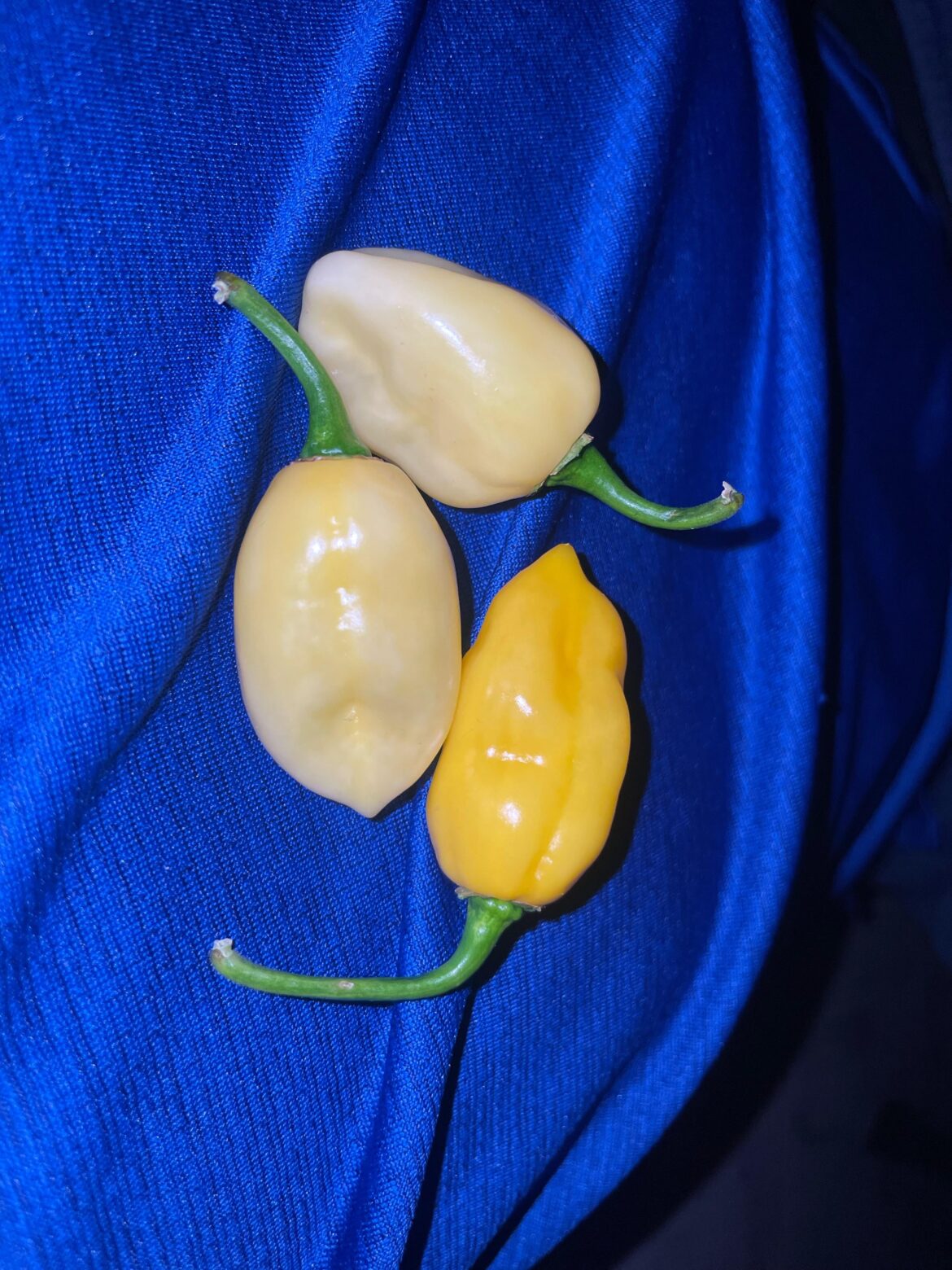 What type of pepper are these ?