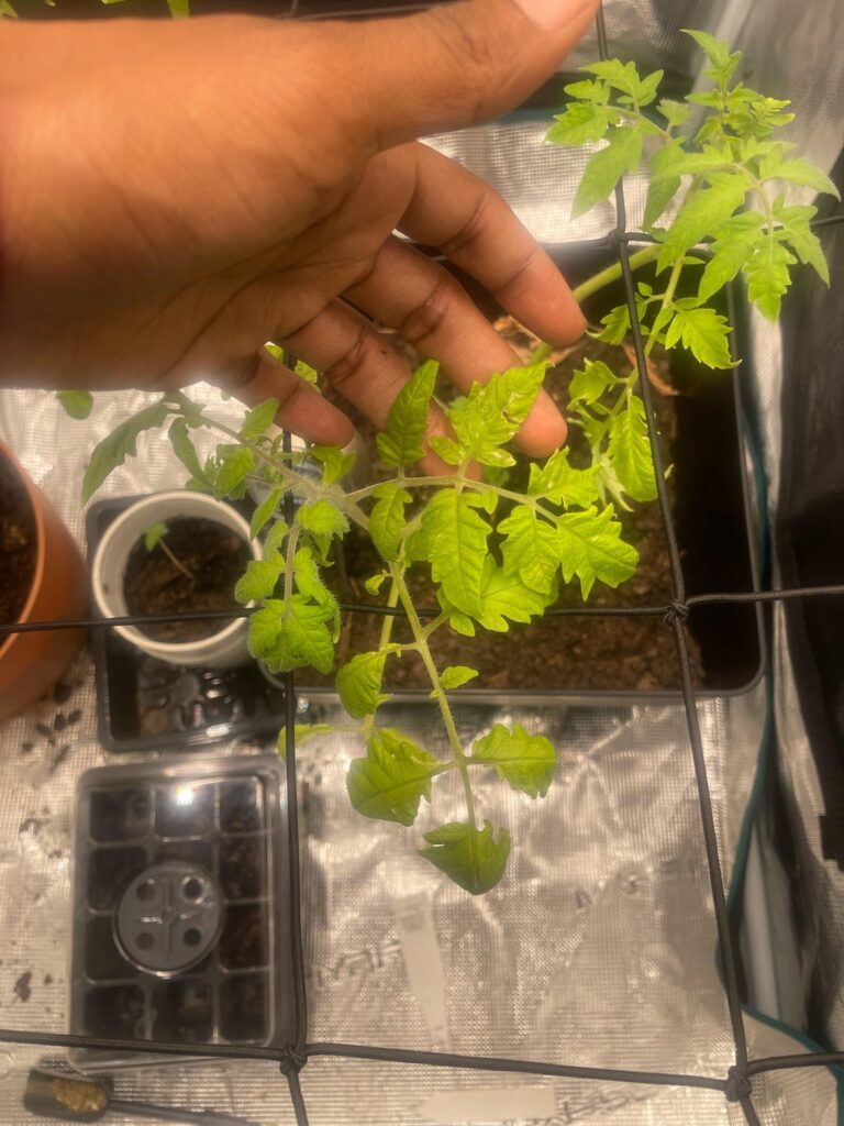 Indoor set up help? Atlanta Georgia