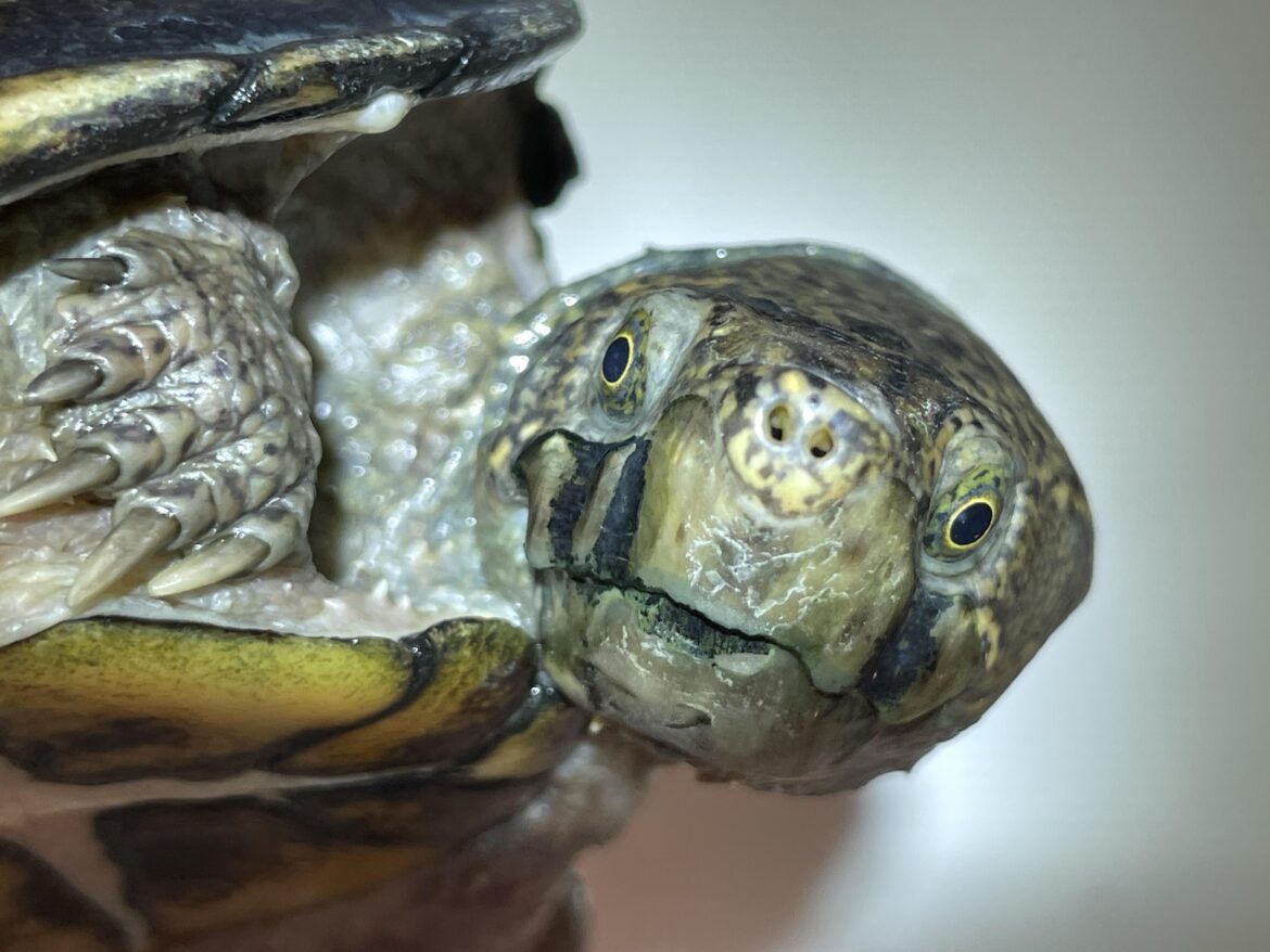 Brands of Sardines ranked by my turtle